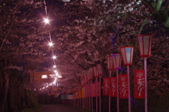 さくら道