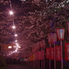 さくら道