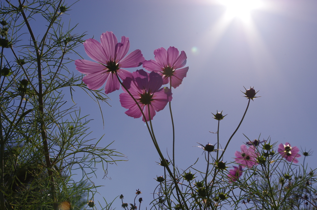 秋桜
