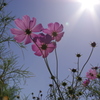 秋桜