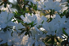IMGP0668