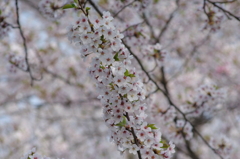IMGP0411