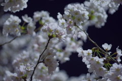 夜桜