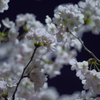 夜桜