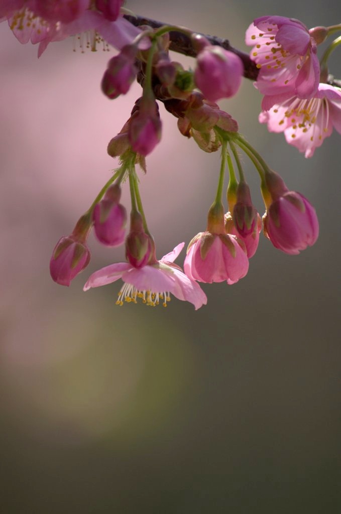 sakura story 02
