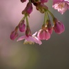 sakura story 02