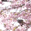 sakura story 04