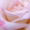 pink or white