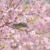 sakura story 01