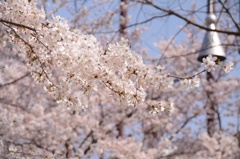 sakura03-2015