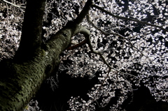 深夜桜