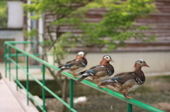 順番待ち