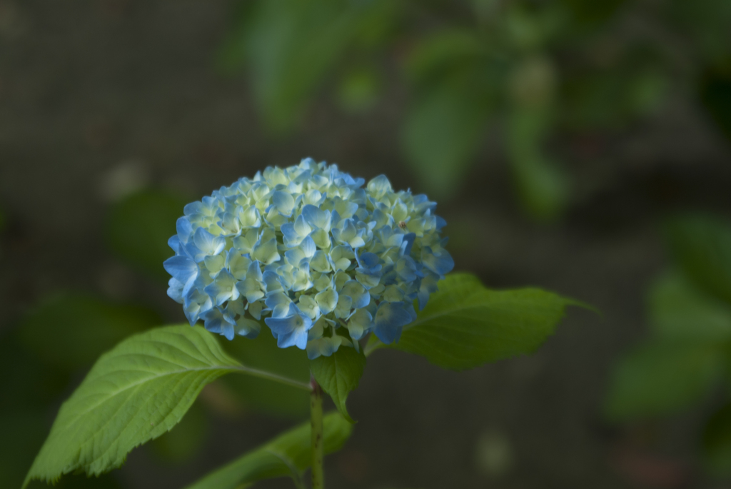 紫陽花