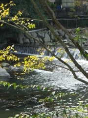 箱根の川辺