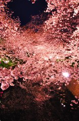 Cherry blossoms in the Galaxy