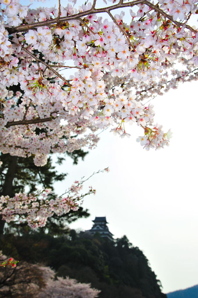 春の古城