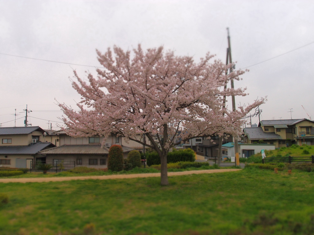 街桜。