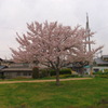 街桜。