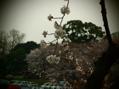 桜花。