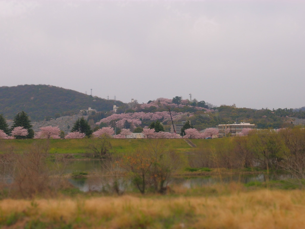 遠桜。