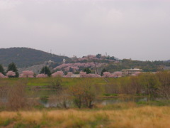 遠桜。