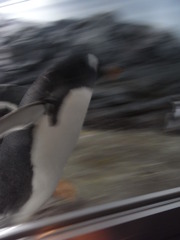 全力ペンギン。
