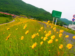 黄と緑。