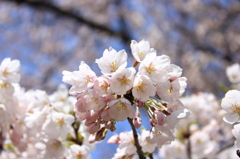 桜花の集り