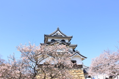 桜と彦根城