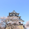 桜と彦根城
