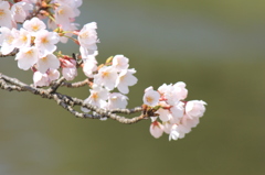 桜と和