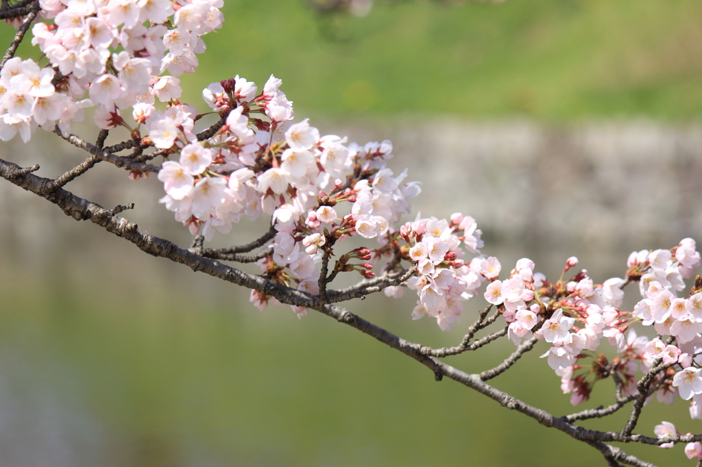 桜花の列