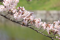 桜花の列