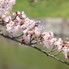桜花の列