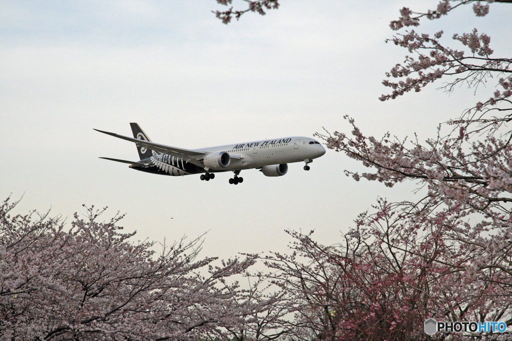 「B787-9 」　と　「さくら」 