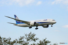到着　ANA 787-8 JA828A