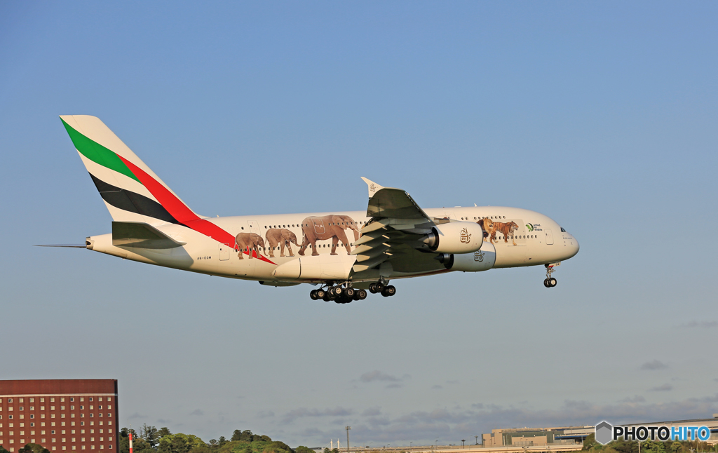 ✈　Emirates特別塗装A380動物愛護機　✈