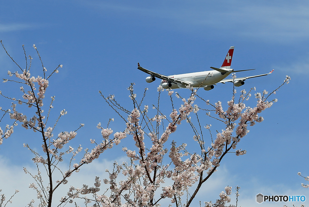 青い空 「さ く ら 」  と ✈ 「白十字」