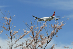青い空 「さ く ら 」  と ✈ 「白十字」