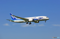 [青空]ANA 787-8 JA814A