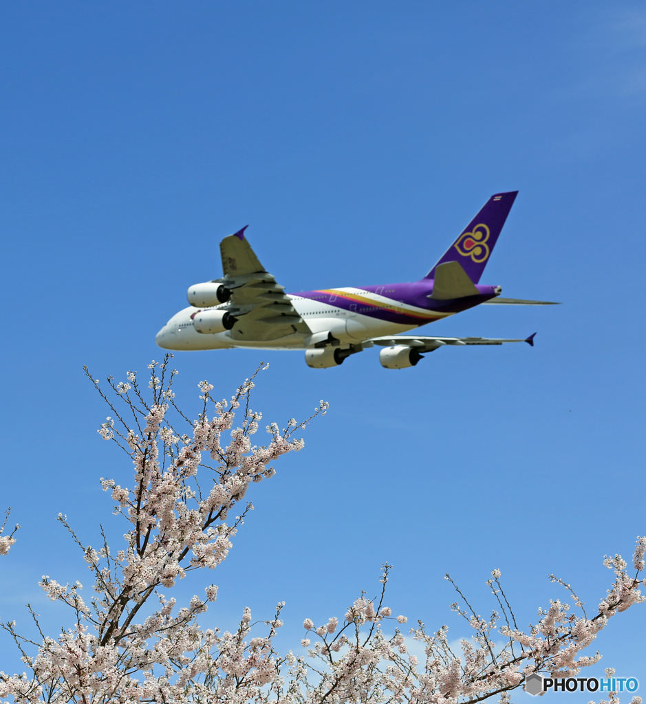 「青空」　さ・く・ら と 大型機  ✈飛び立ち
