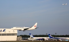 着陸　JAL 737-800 +