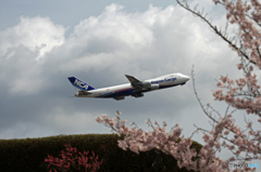 「桜・雲」  と  「日本のジャンボ機」