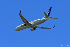  「青い空」ANA 737-800 フラワージェットJA85AN