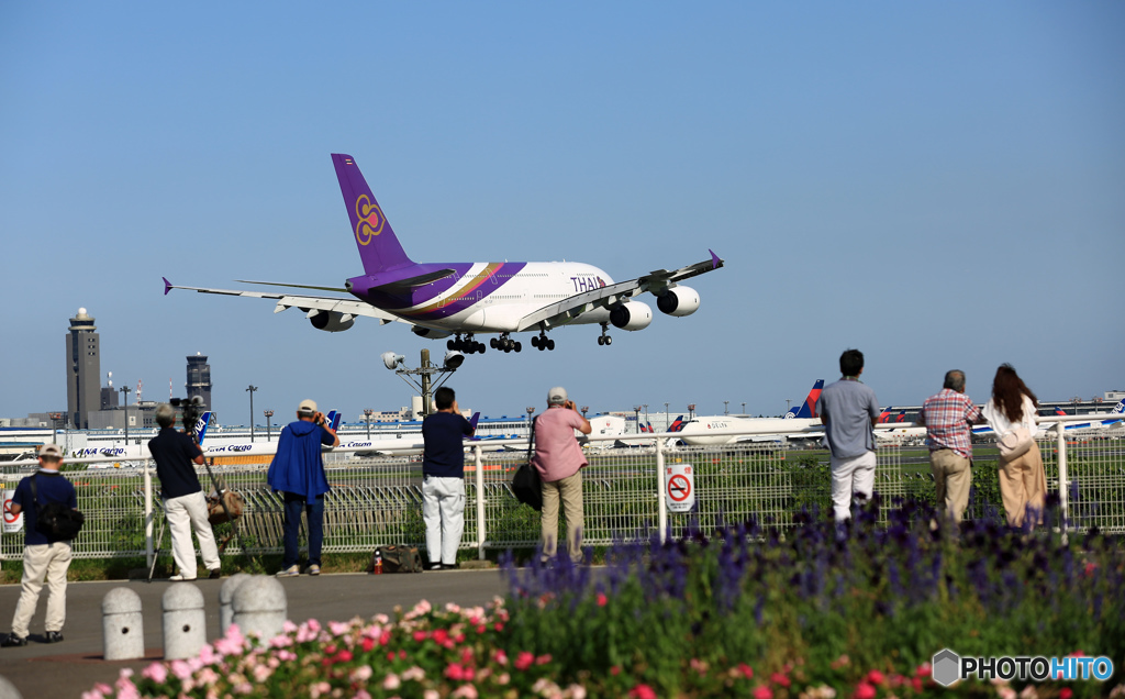 頭の上に飛んで来る「怪鳥」