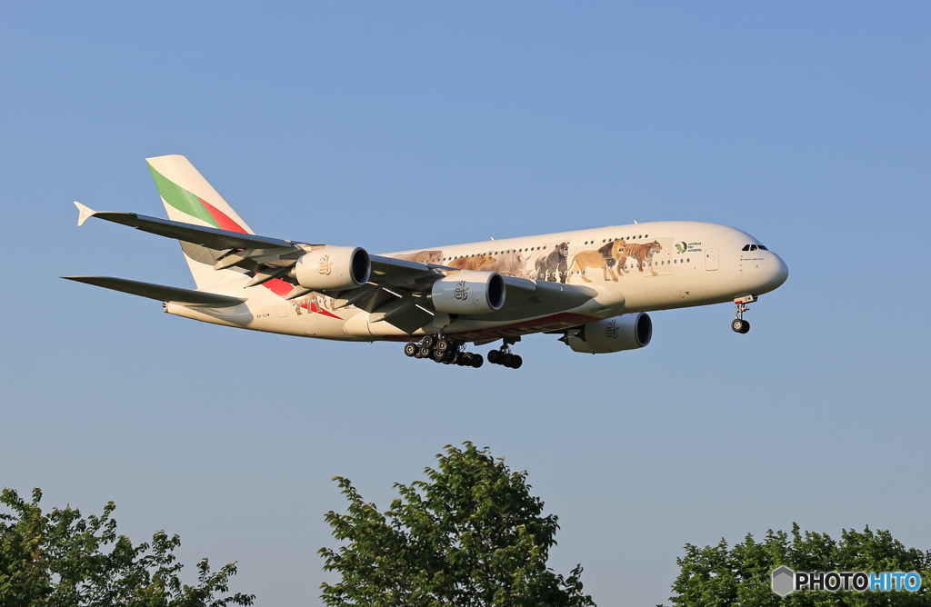 ✈Emirates航空 A380-861✈動物愛護A6-EOM