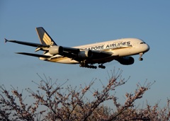 着陸 SINGAPORE A380-841
