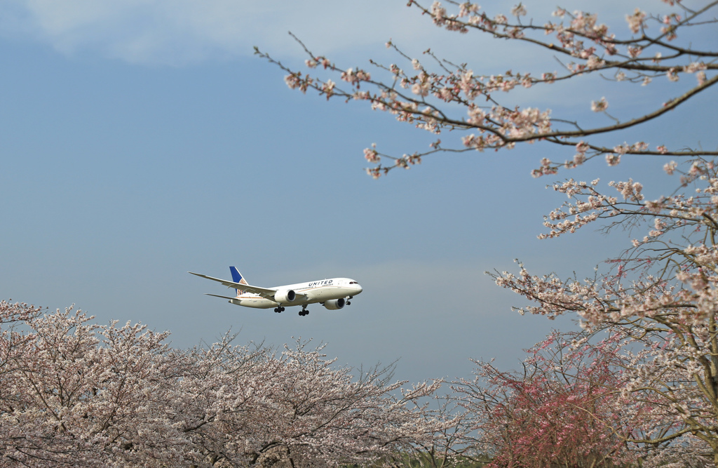 UNITED 787-8 「桜」