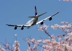 ☆☆　じゃんぼ・青空・ 花見して来ました　☆☆　