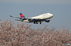「７４７ジャンボ機」　と　「SAKURA」
